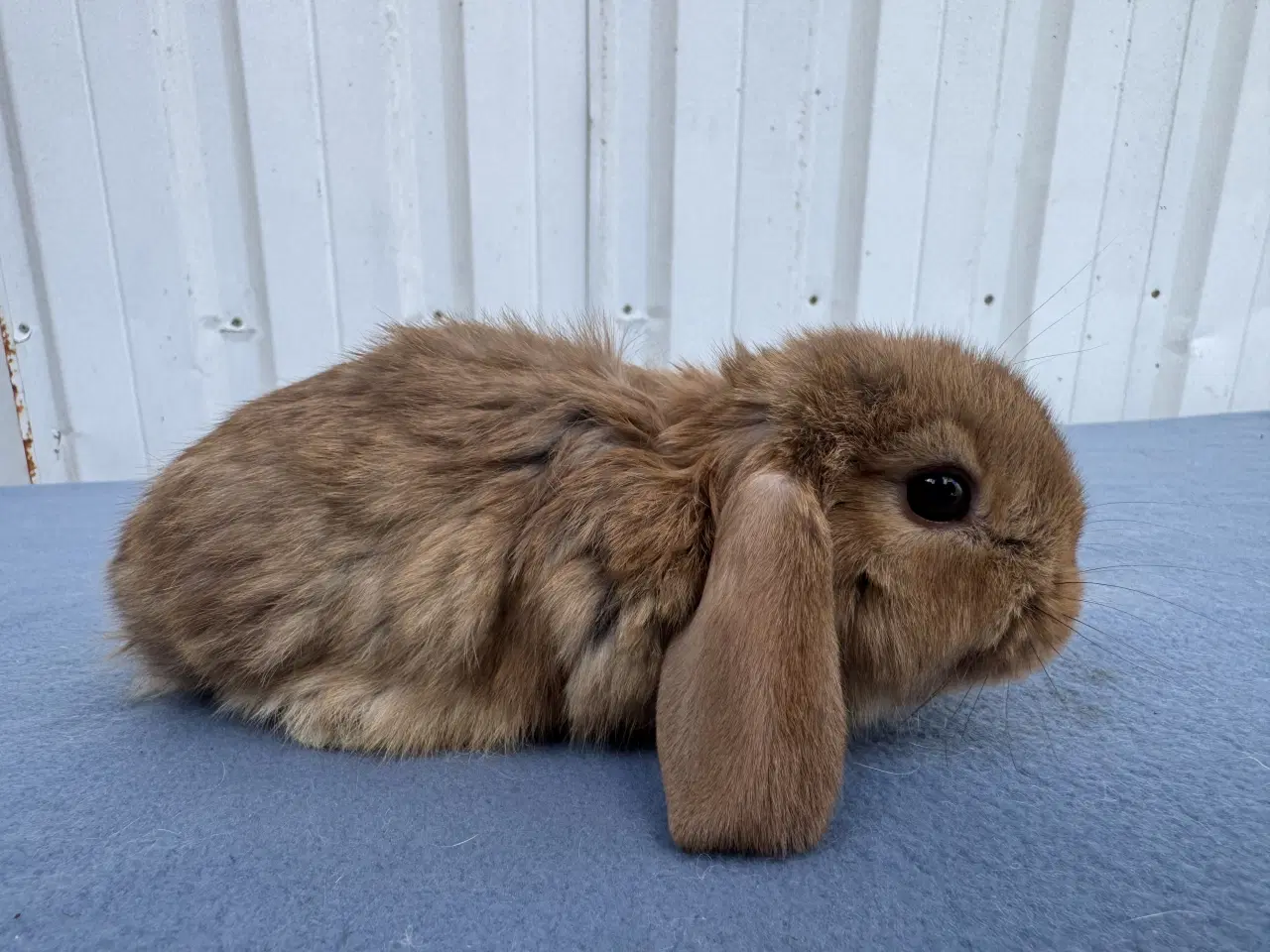 Billede 6 - Dværgvædder hunkanin