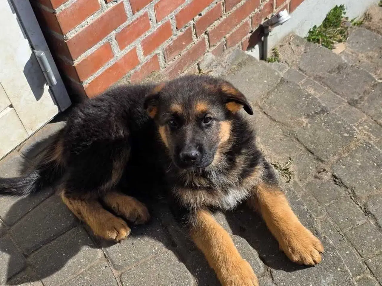 Billede 3 - Schæfer Hvalpe til salg
