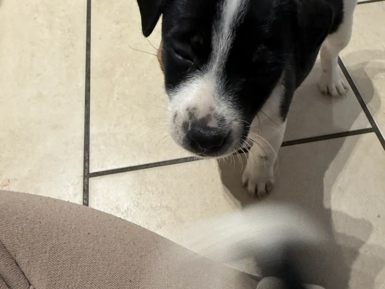 Billede 4 - Hvalpe blanding dansk Svend/jack Russel 