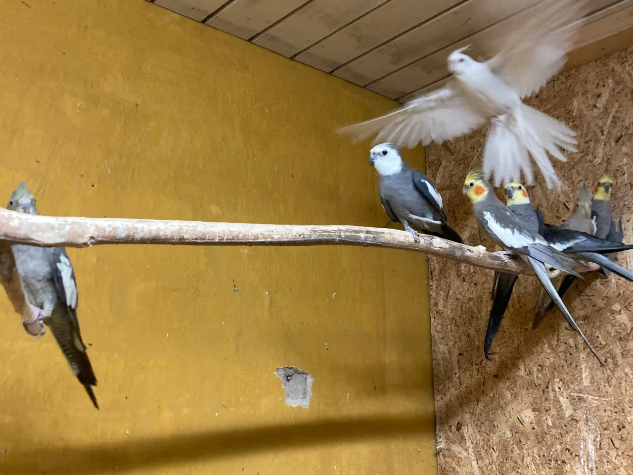 Billede 3 - Hvide nymferparekitter par