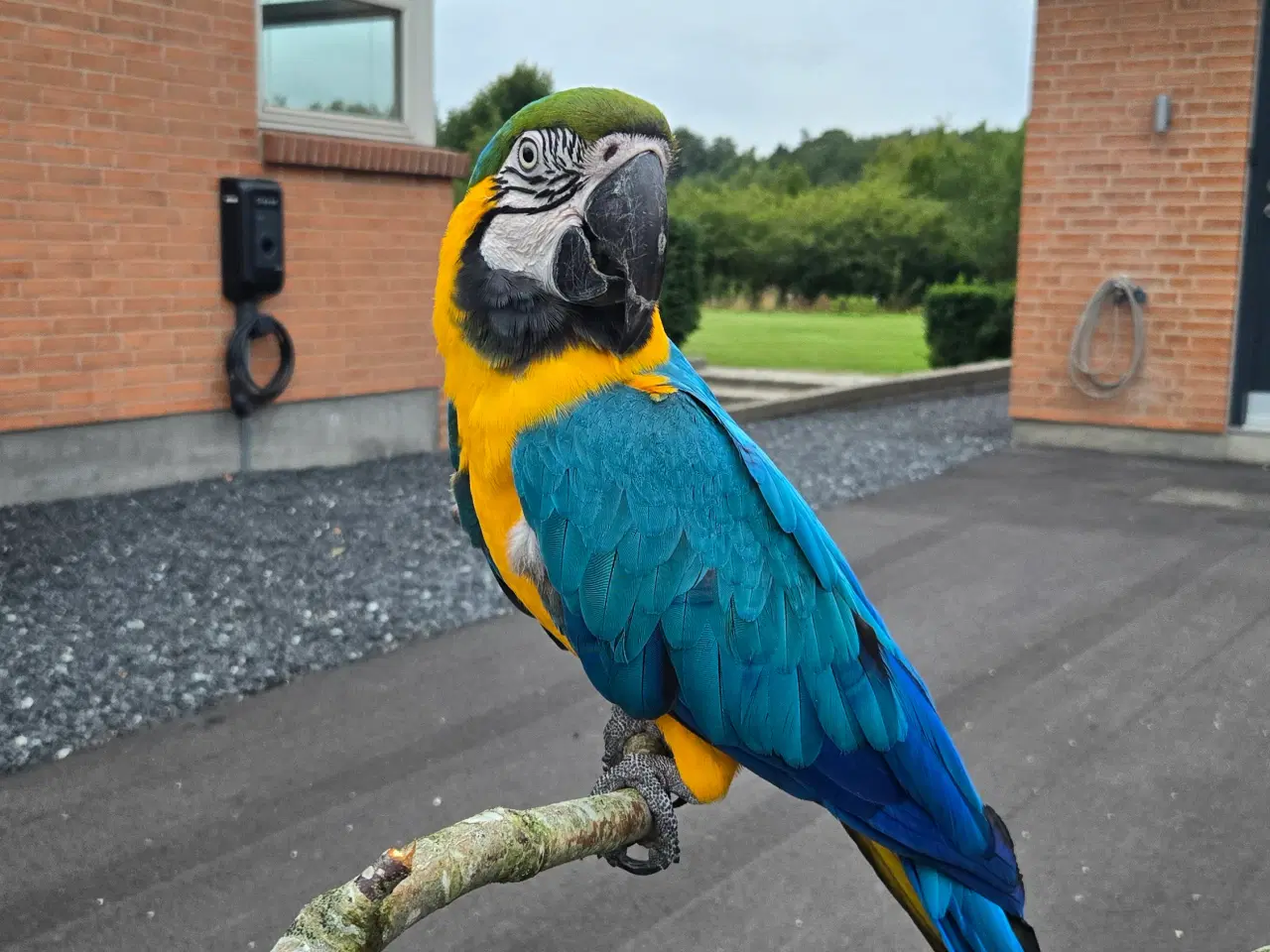 Billede 1 - Meget tam Ara