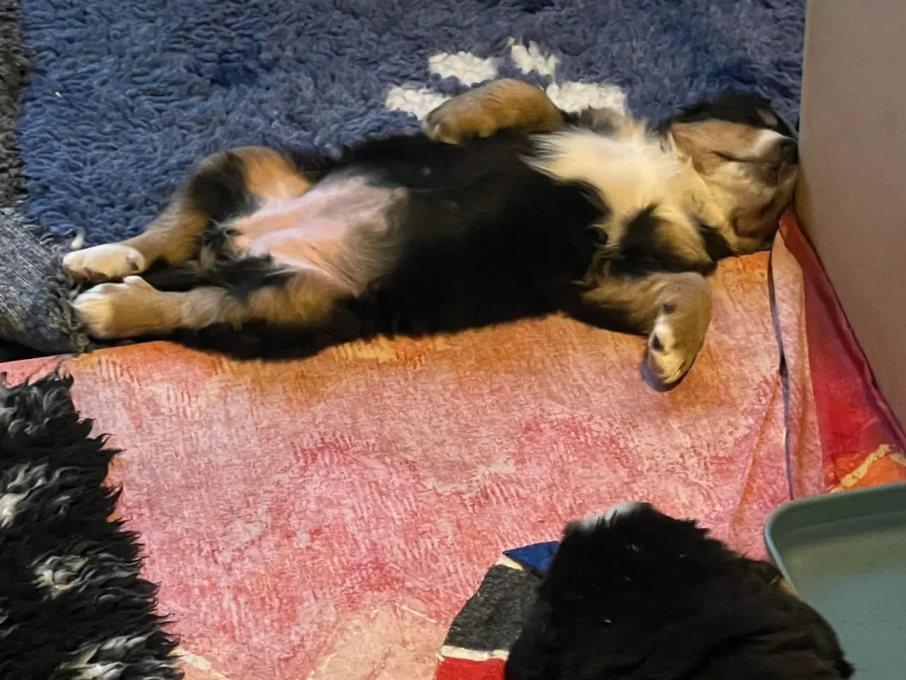 Billede 8 - Berner Senne hvalpe 