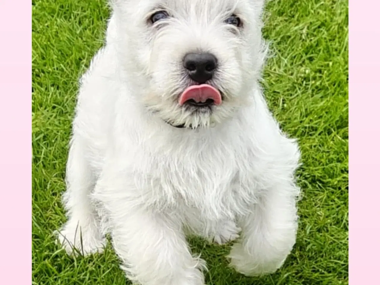 Billede 1 - Westie en han tilbage 