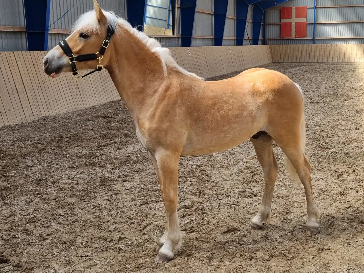 Billede 3 - Haflinger