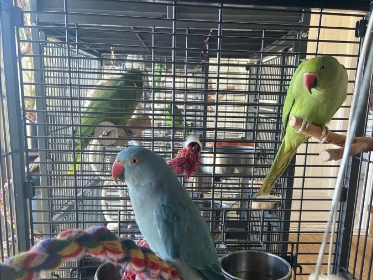 Billede 1 - 2 Alexander parakitter + bur