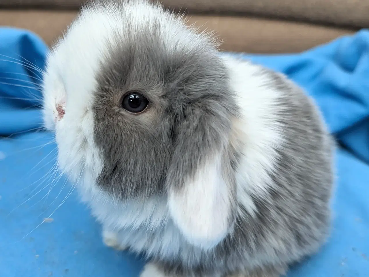 Billede 2 - Minilop kaninunge sælges 