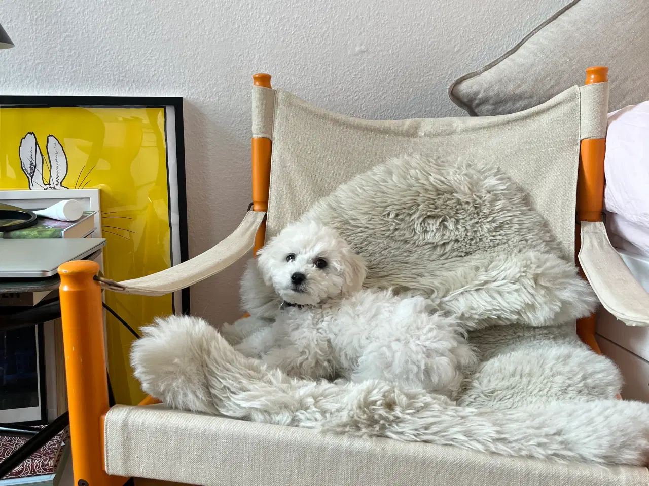 Billede 3 - Bedårende, kærlig og charmerende Bichon Frisé