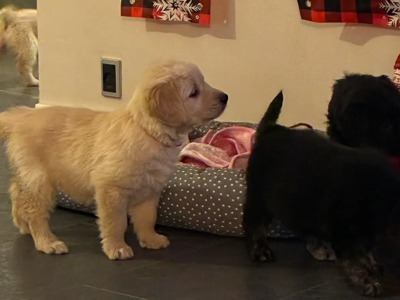 Billede 3 - Super skønne hvalpe klar til at rejse 