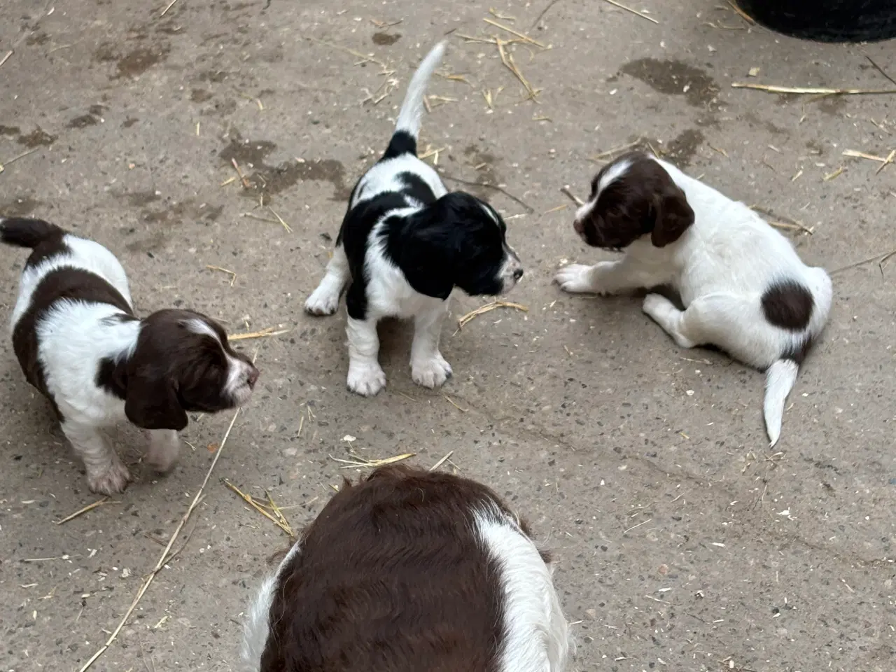 Billede 4 - Ft springer 
