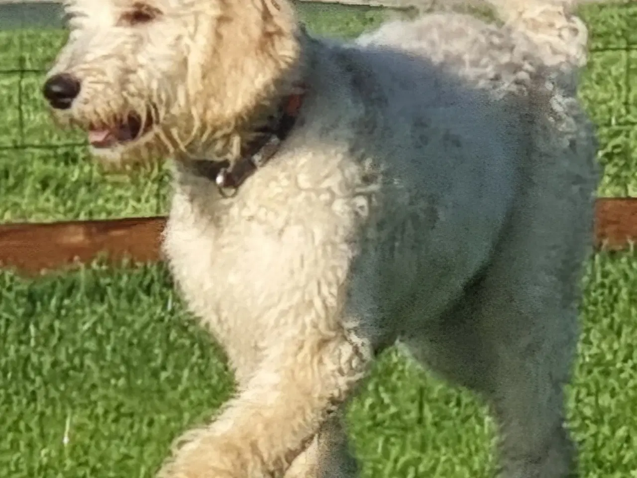 Billede 3 - skønheder Golden doodle hvalpe