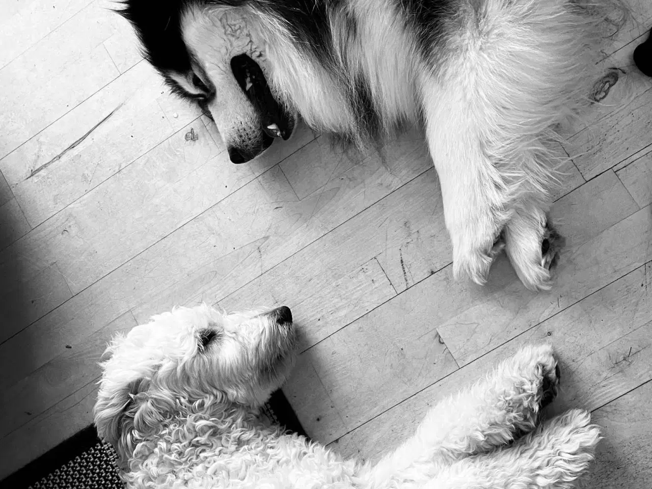 Billede 9 - Golden Doodle & Alaskan Malamute Hvalpe