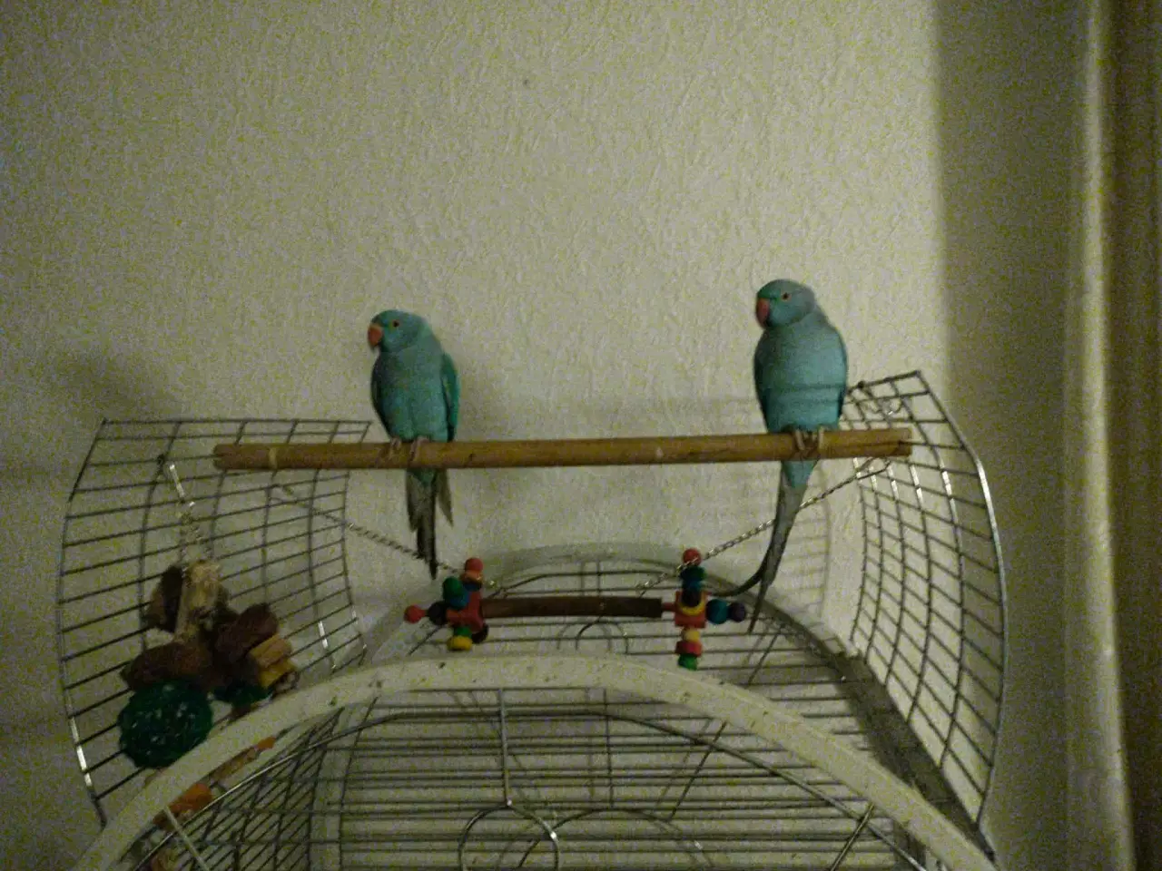 Billede 2 - Alexander parakitter