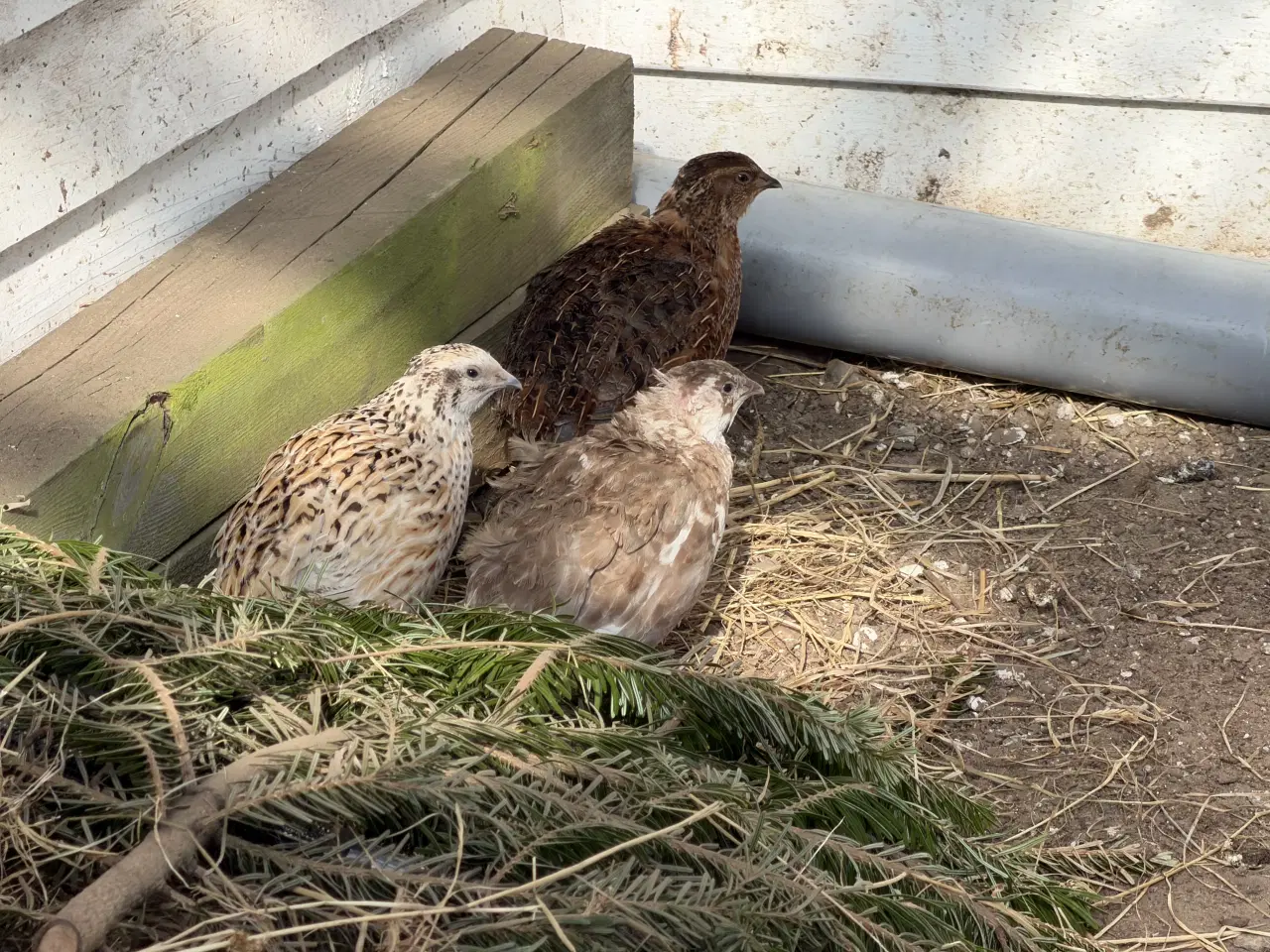 Billede 17 - Vagtel rugeæg 