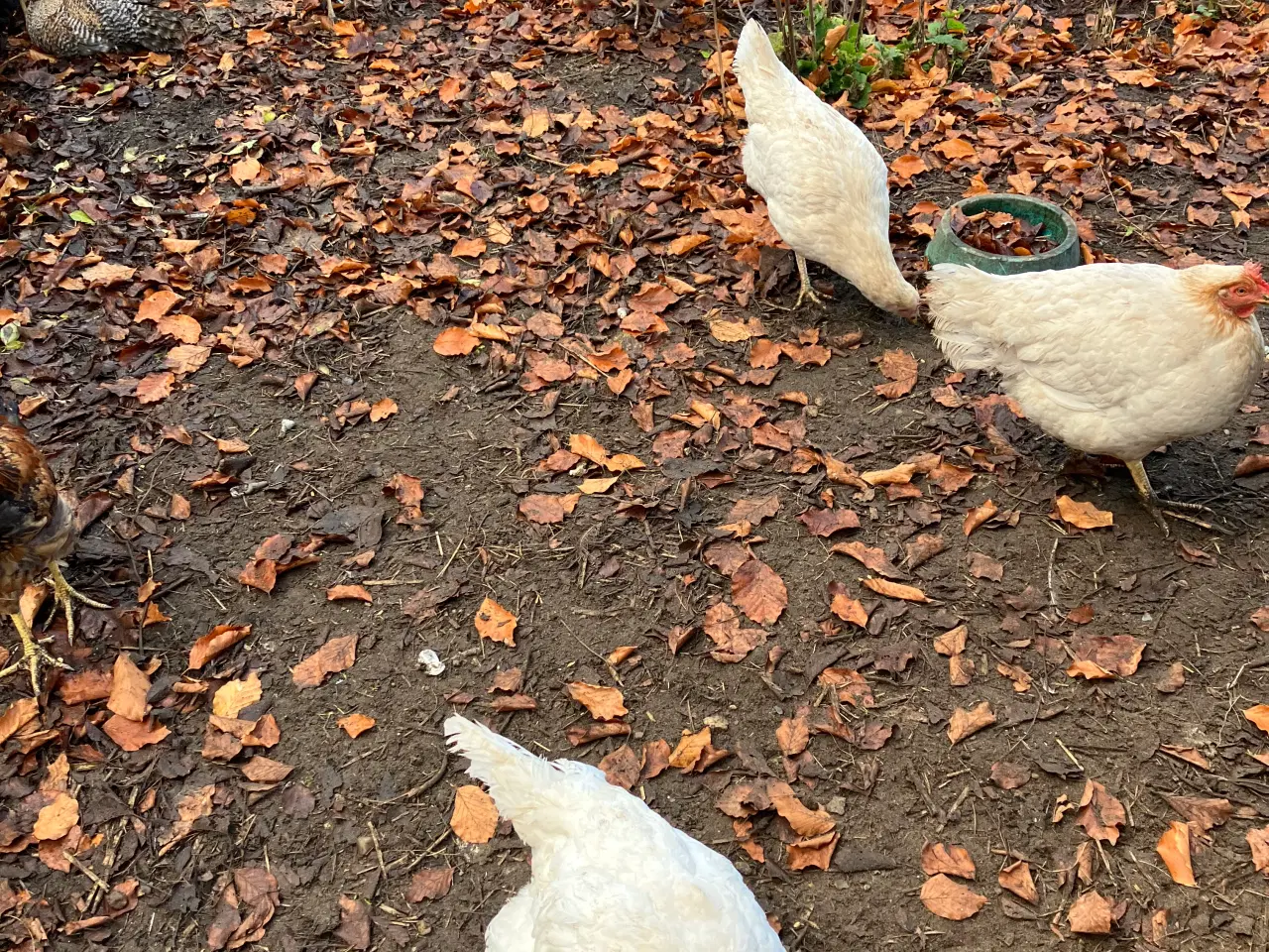 Billede 3 - høns
