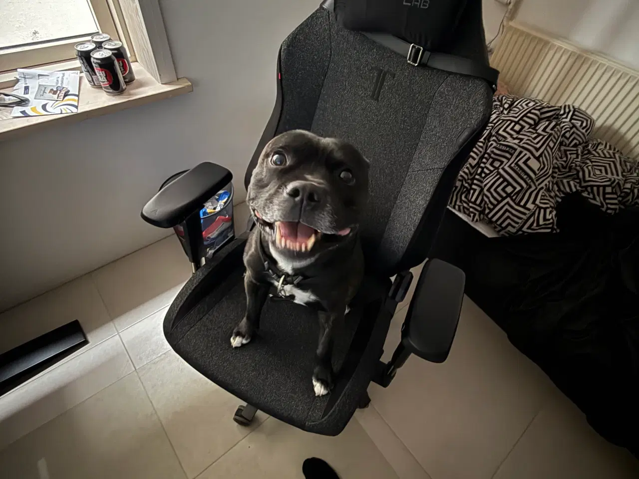 Billede 3 - Staffordshire Bullterrier tilbydes til avl