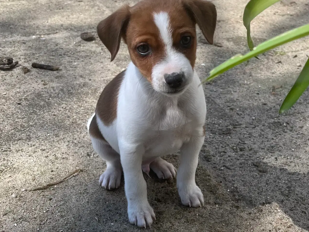 Billede 1 - 4 dejlige hanner 