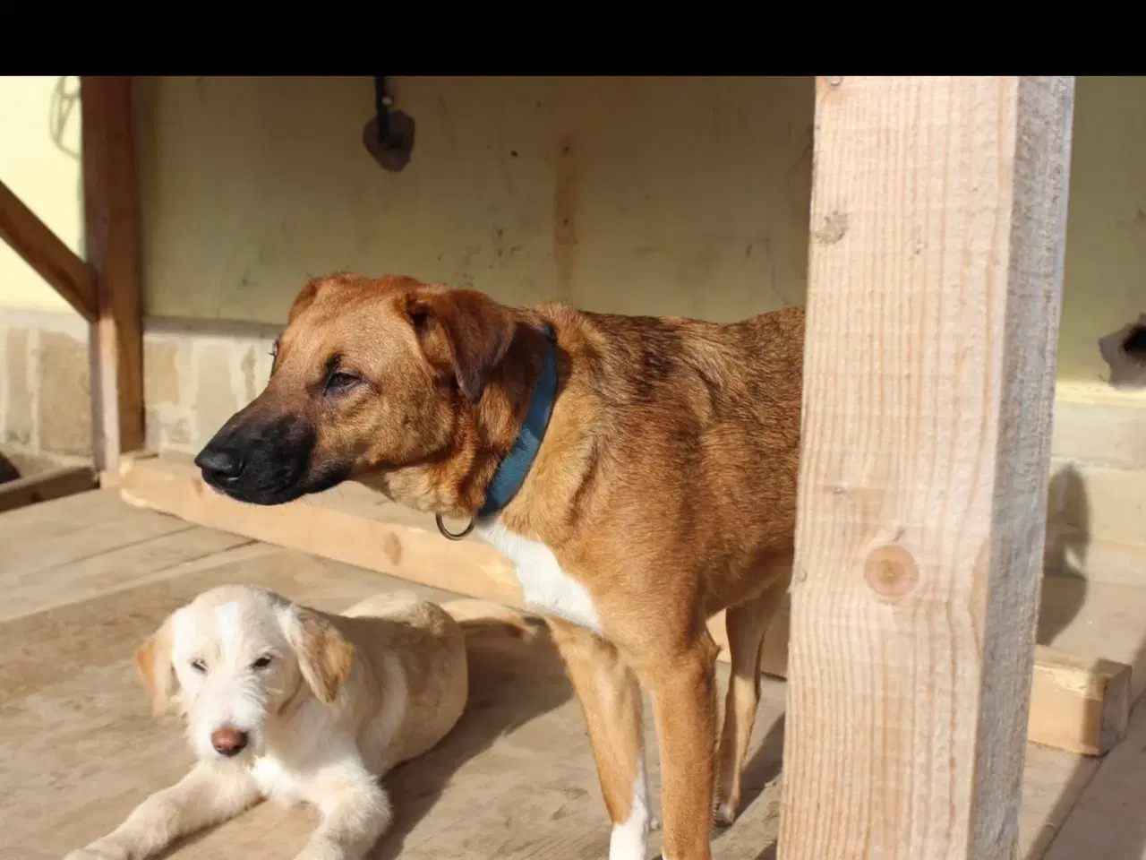 Billede 3 - Sødeste Alik søger familie