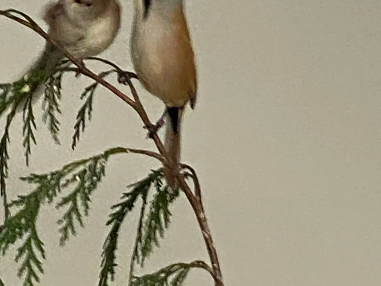 Billede 5 - Div finker