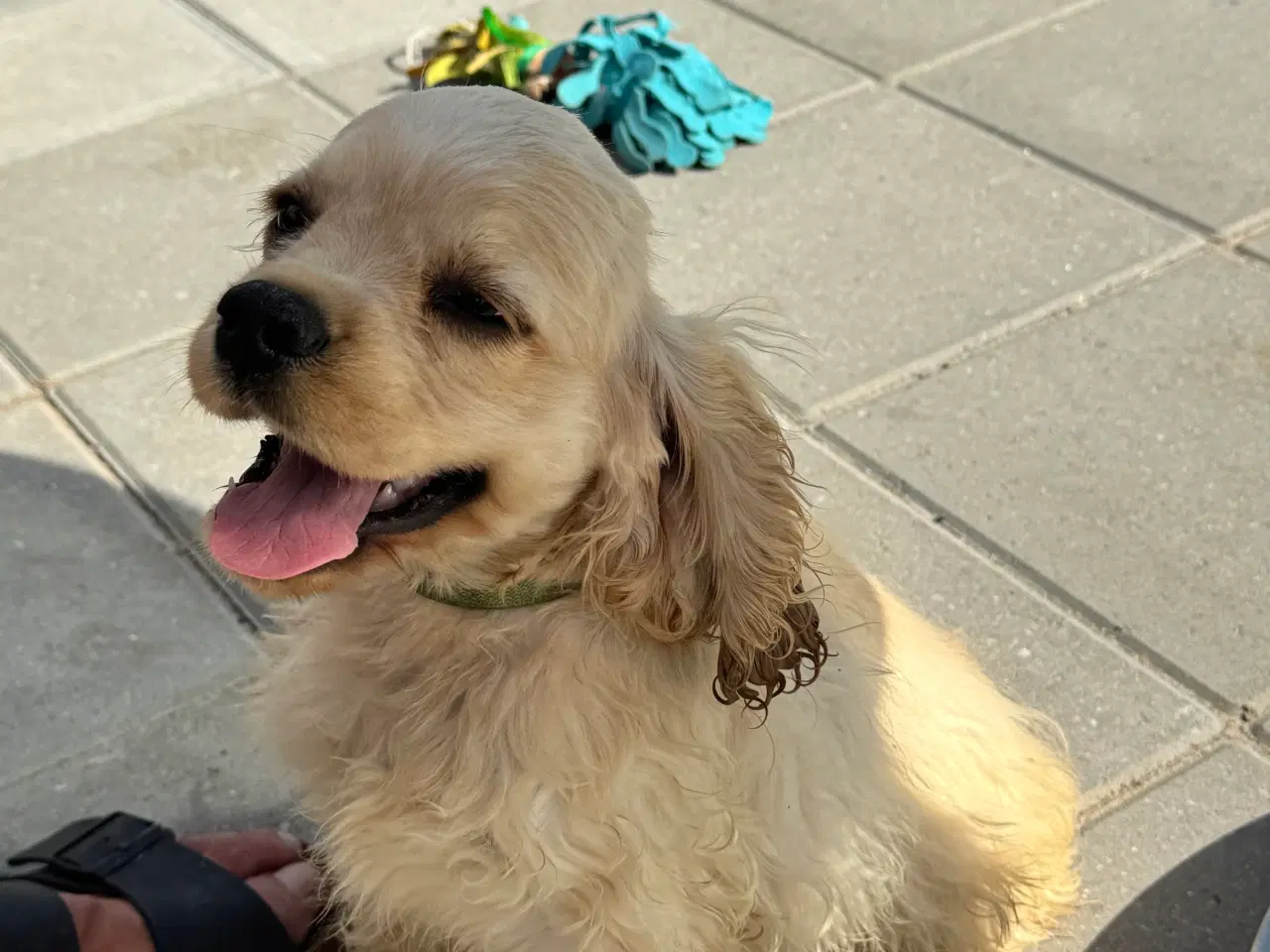 Billede 17 - Rejseklar 🧳 Skønne Amerikanske Cockerspaniel 
