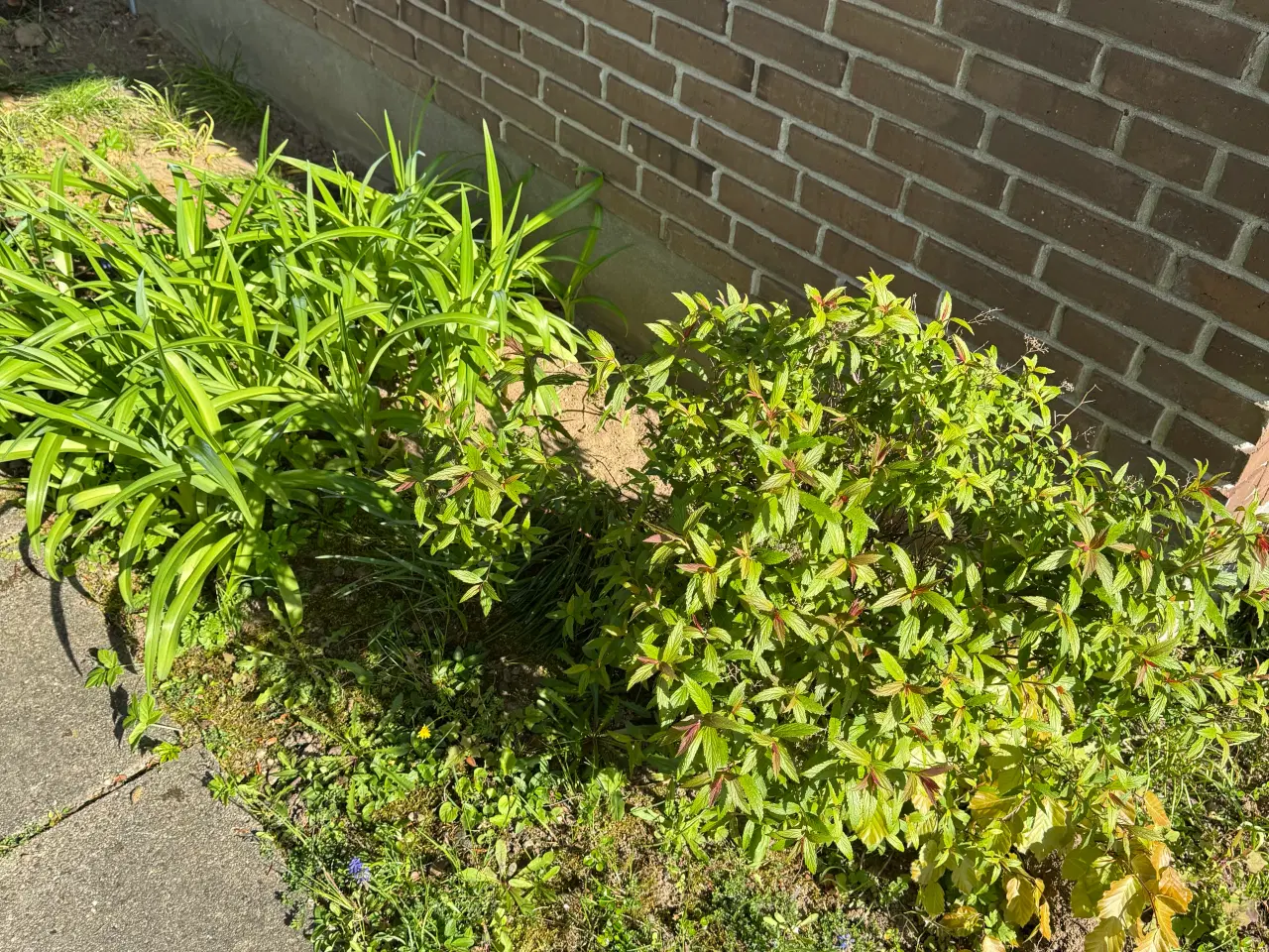 Billede 1 - Gratis planter