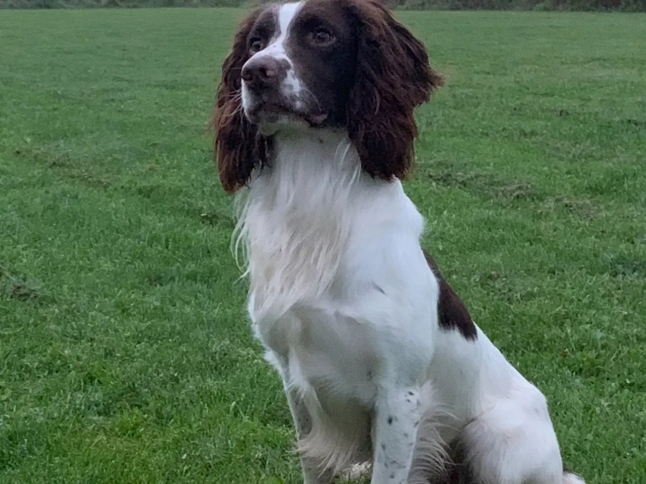 Billede 7 - Ft springer spaniel hvalpe 
