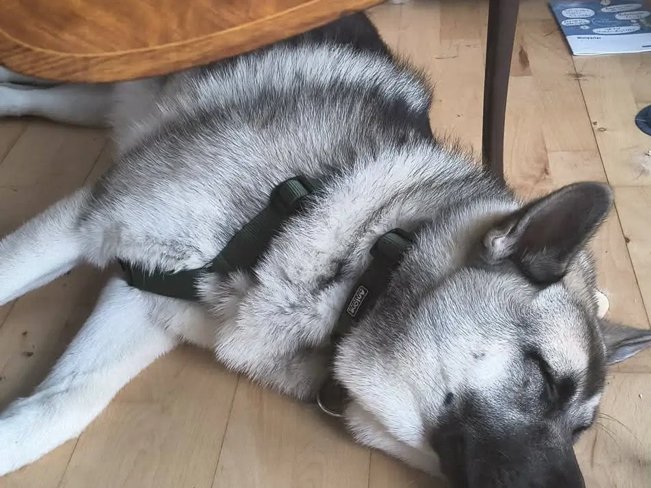 Billede 15 - Hund søger ny hjem 