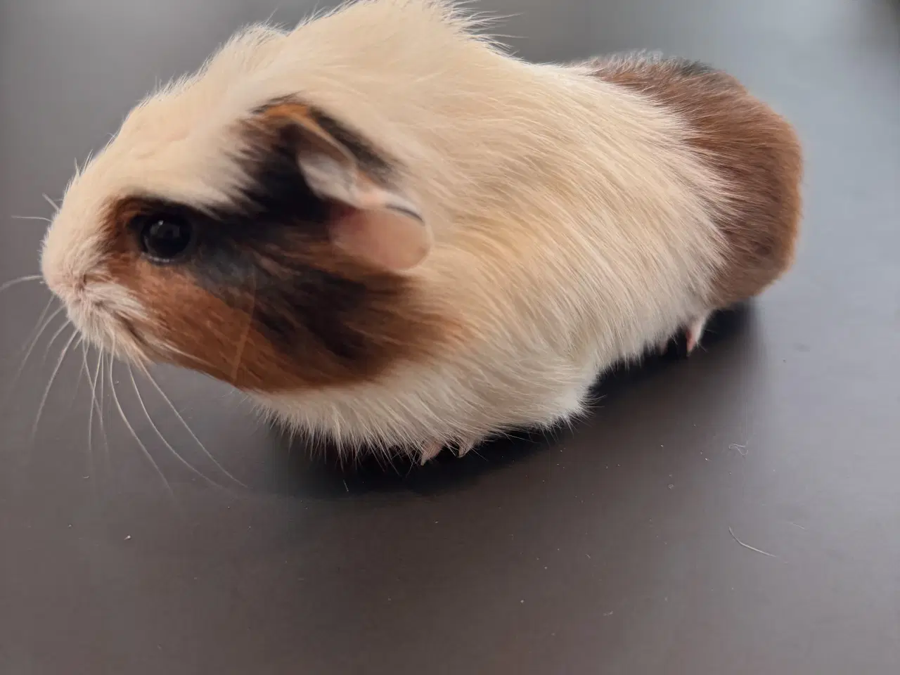 Billede 7 - Marsvin unger, 10 stk blandet