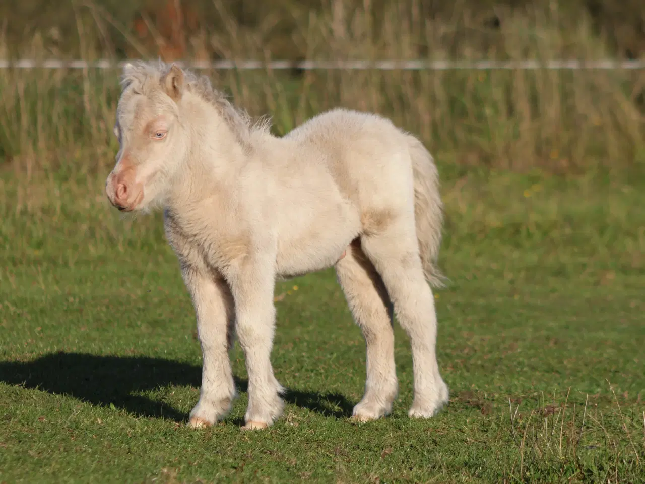Billede 1 - palomino shet hoppe med cremello broget føl 