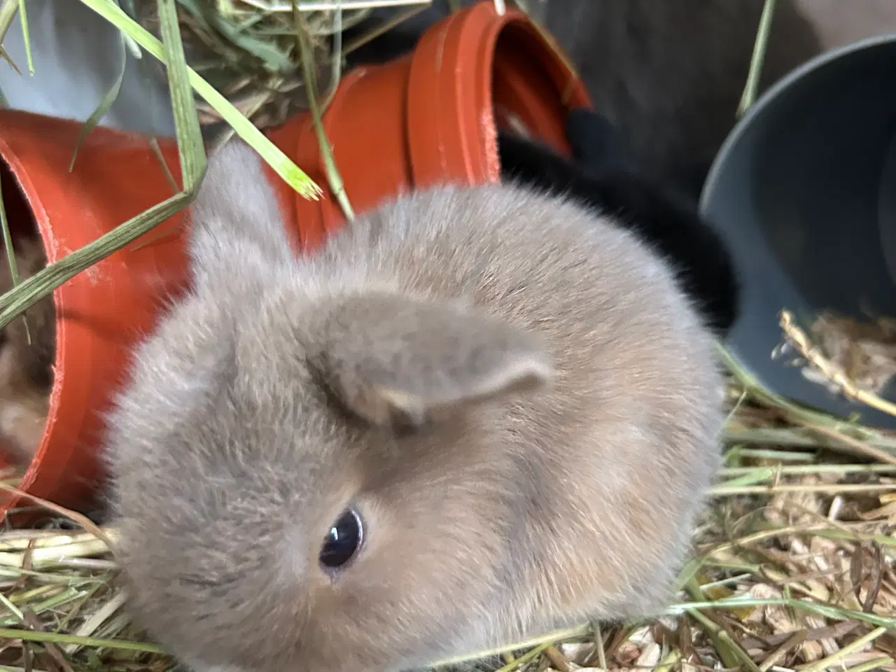 Billede 6 - Mini Lops