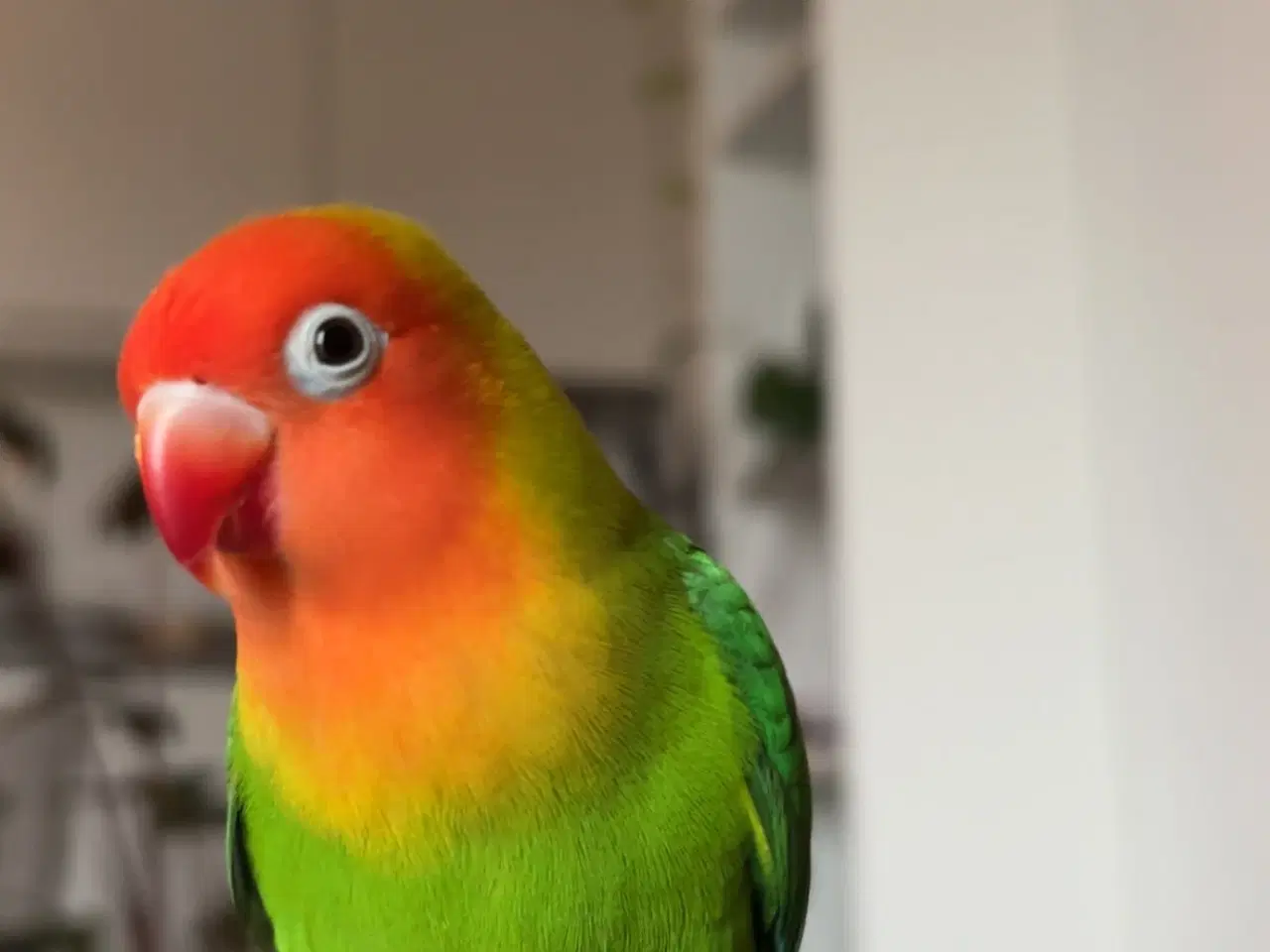 Billede 2 - Jordbærhovedet Dværgpapegøje 