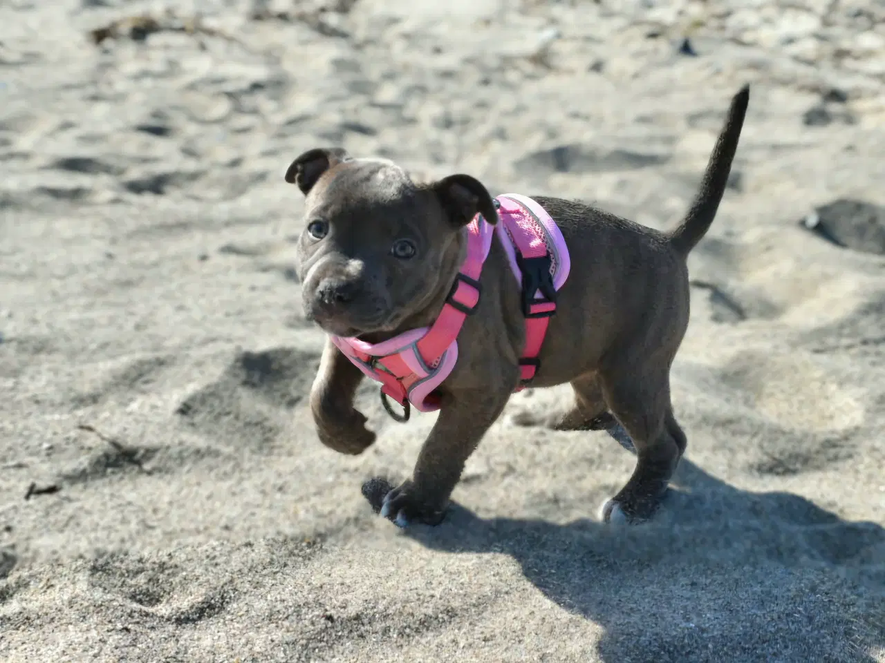 Billede 7 - Dkk staffordshire bull terrier 