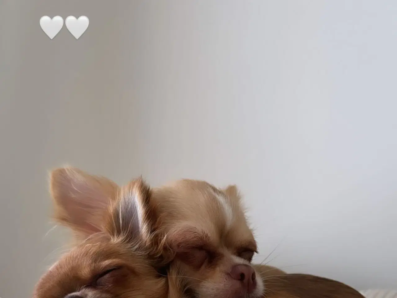 Billede 4 - Kærligt hjem søges til Coco 🐾🐶