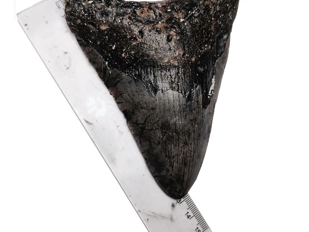 Billede 3 - Megalodon tand 13 cm