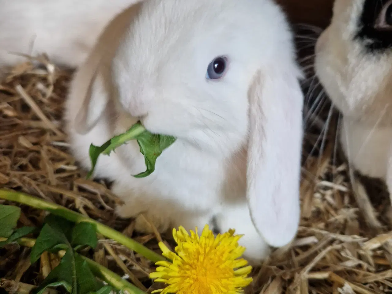 Billede 1 - Minilop unge 