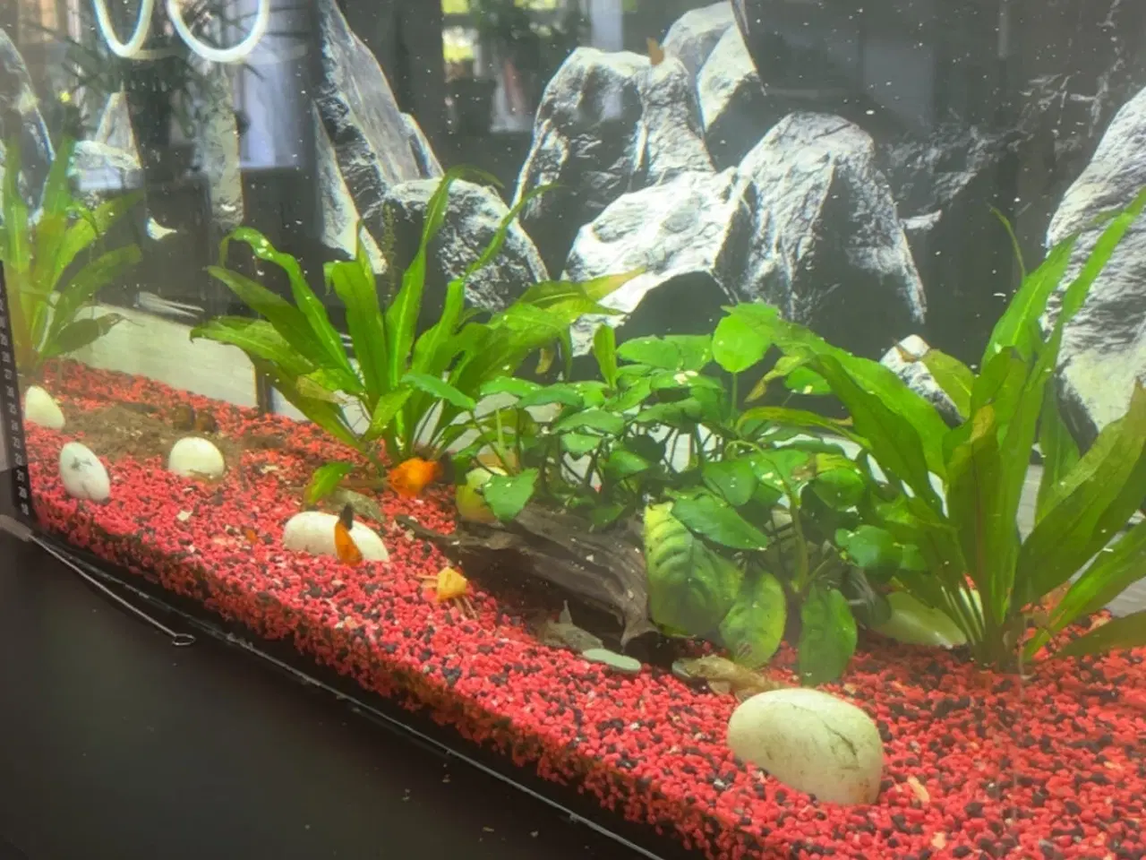 Billede 2 - 52l akvarium
