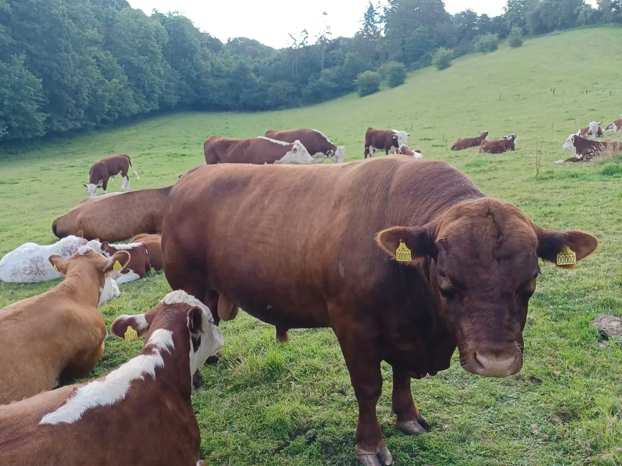 Billede 1 -  Rolige Angus løbetyre til udlejning og bedækning 