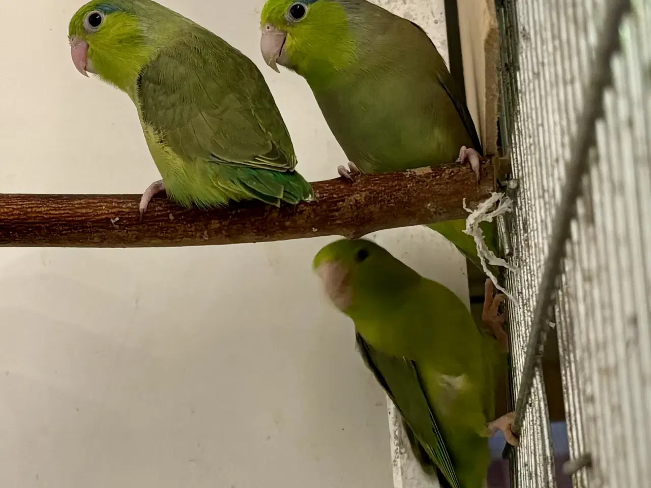 Billede 2 - Lesson’s spurvepapegøje 