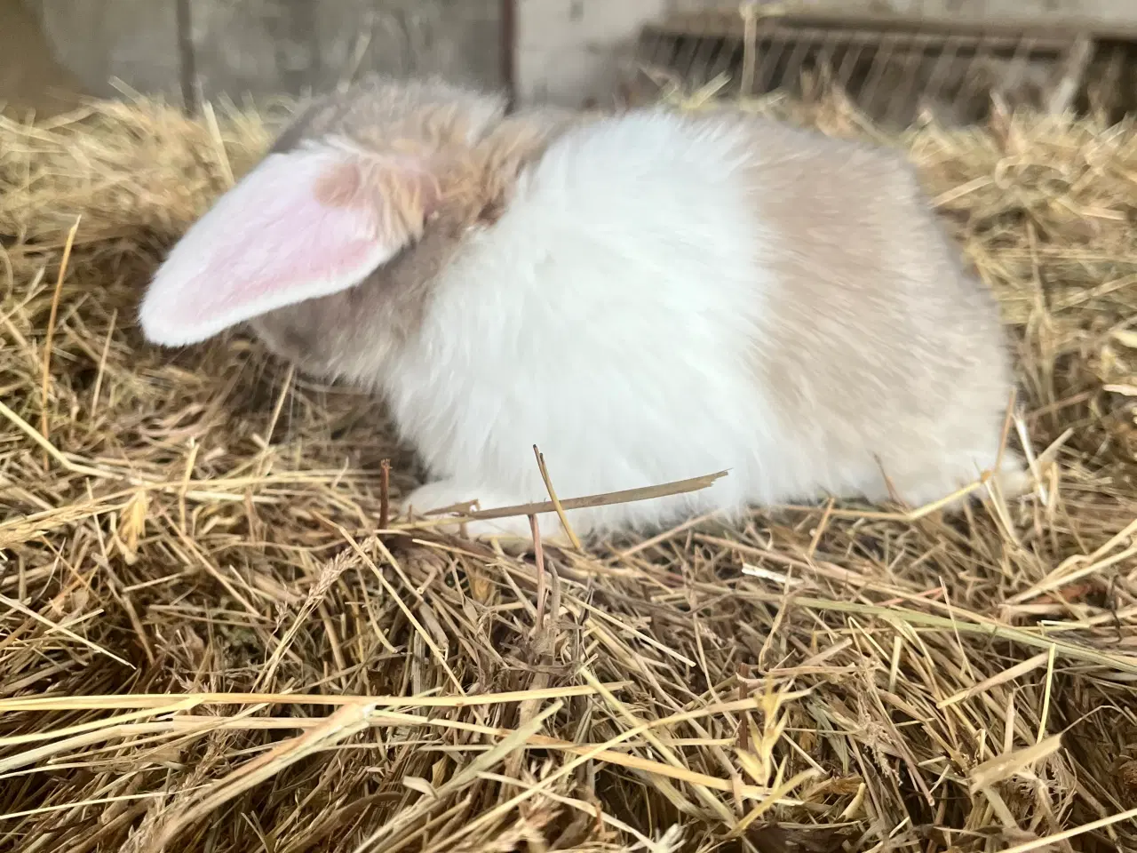 Billede 4 - Minilop på 8 uger 