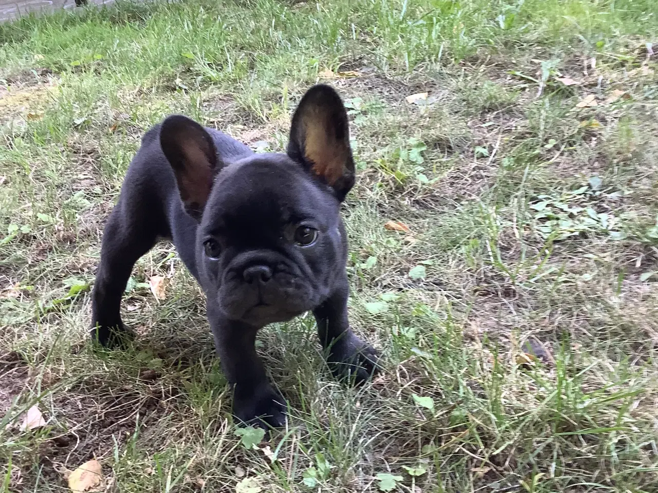 Billede 5 - Fransk bulldog hvalpe