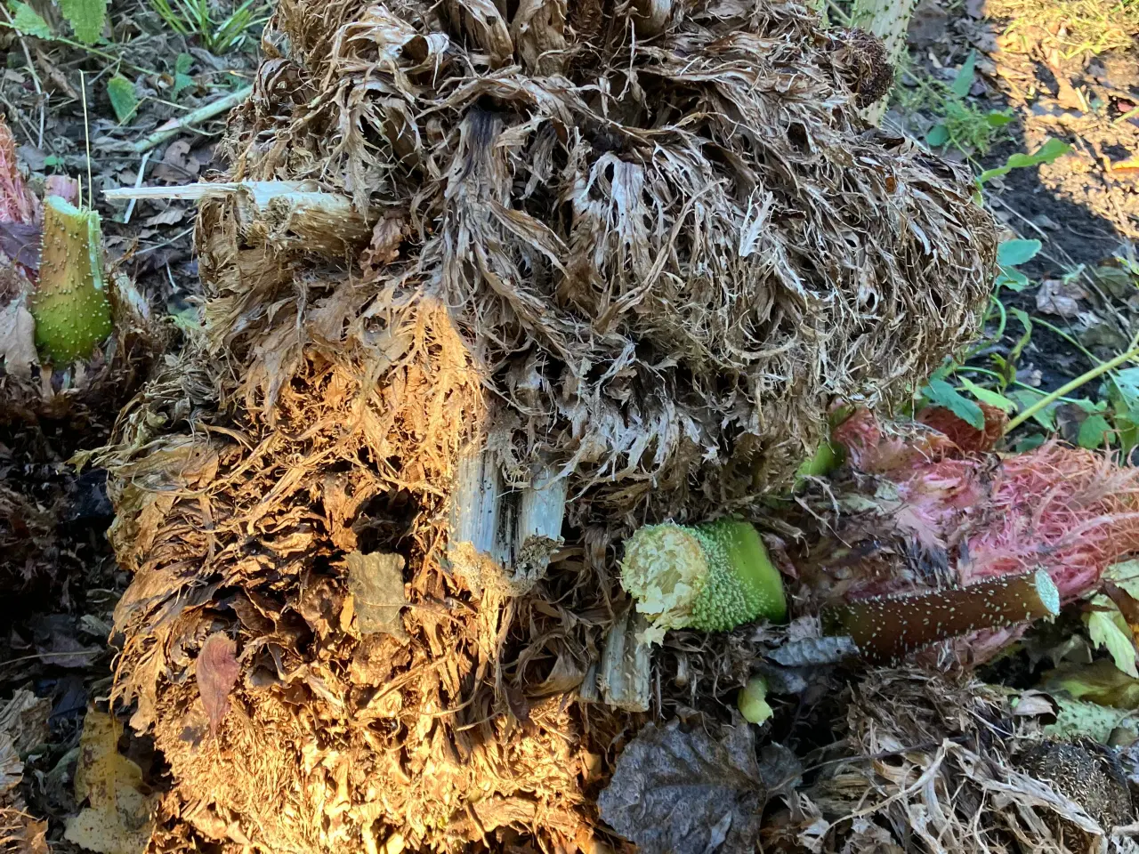 Billede 3 - Sideskud og frø af mammutblad (Gunnera Manicata)