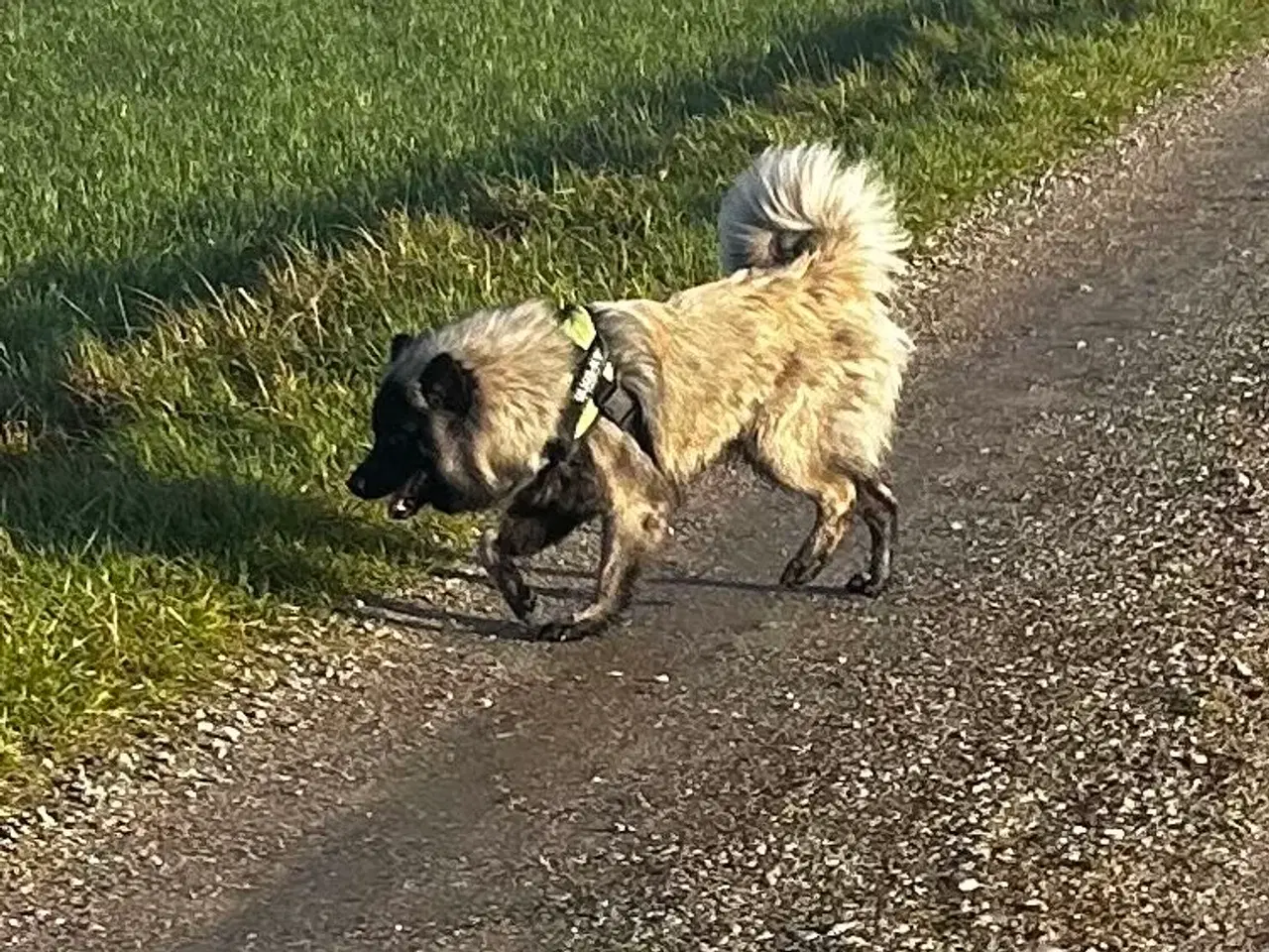 Billede 1 - Euraiser 1 år