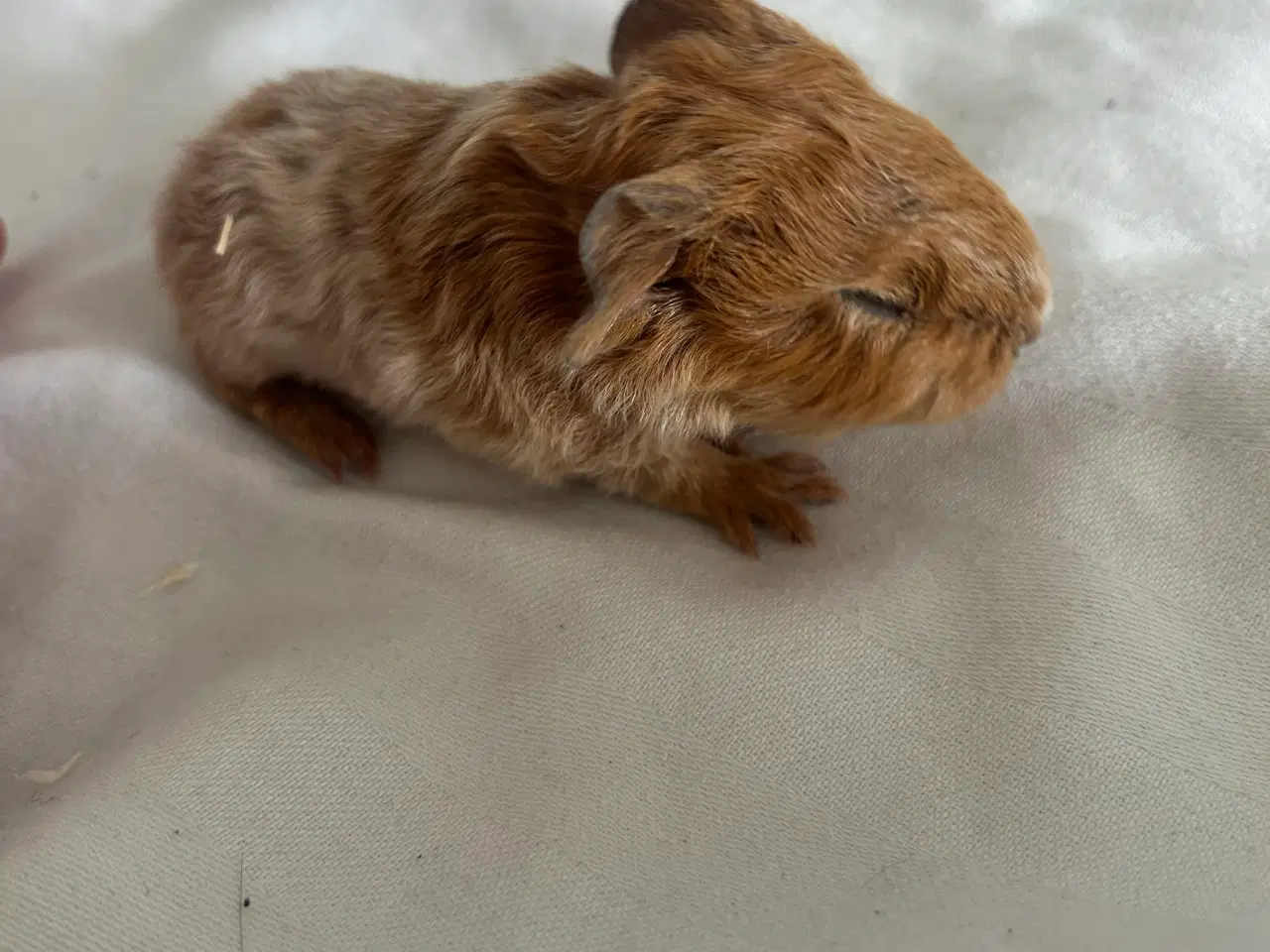 Billede 1 - Marsvin unger 🐹