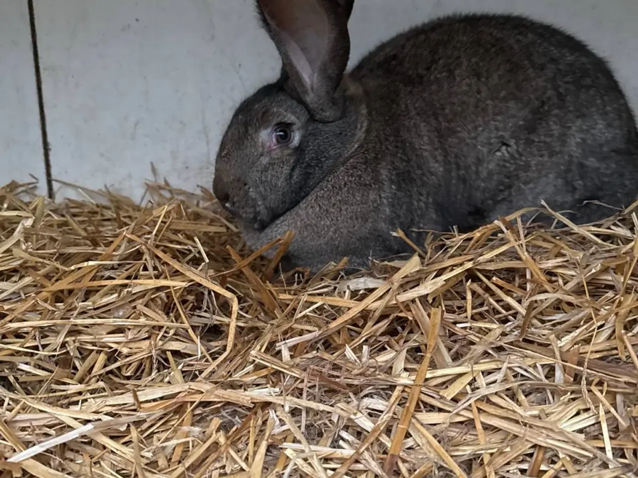 Billede 1 - Unge kaniner (belgiske/tyske kæmpekaniner) til sal