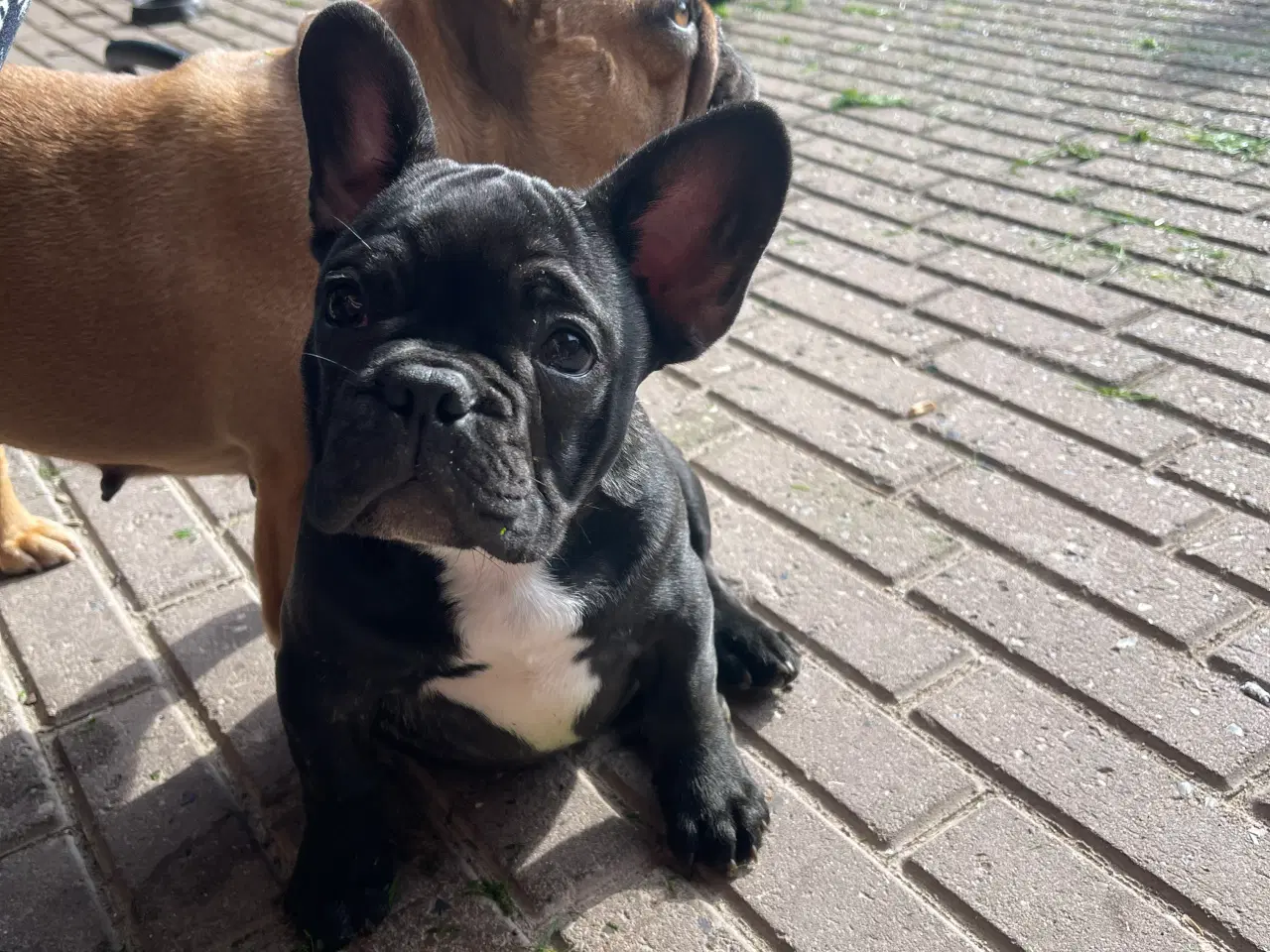 Billede 2 - Franch bulldog 
