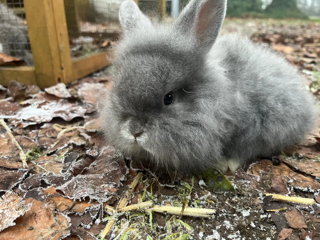 Billede 1 - Lionlop kaninunge børnevant og tam