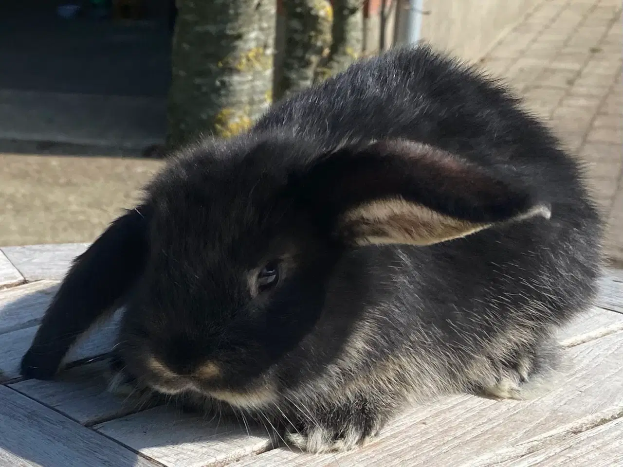 Billede 5 - FRANSK VÆDDER HUN SORT OTTER
