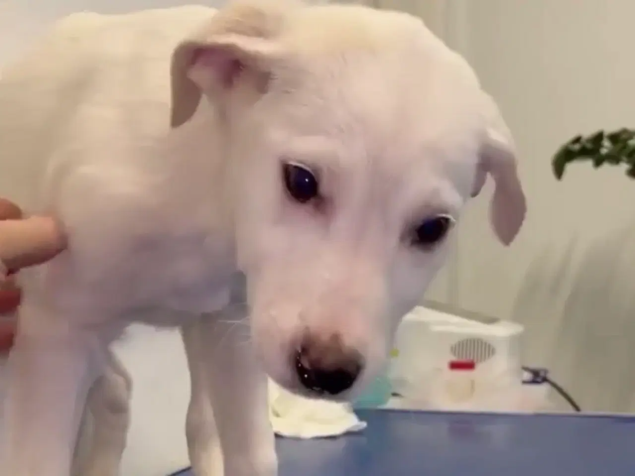 Billede 9 - Søde lille Creamy søger familie 