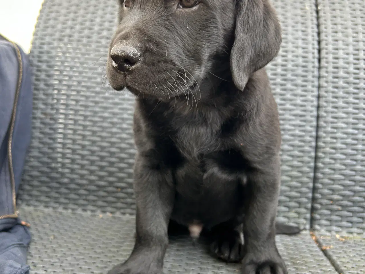 Billede 3 - Labrador hvalpe klar til at flytte hjemmefra