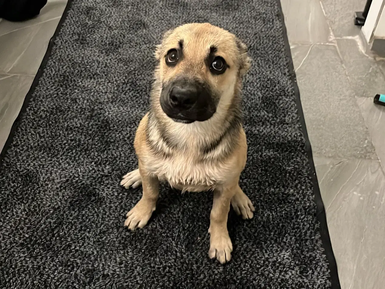 Billede 5 - Rigtig smuk pige hør efter og elsker at går en tur