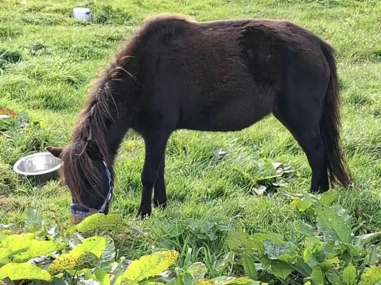 Billede 2 - Sød shetlænder/ (Miniature) hest